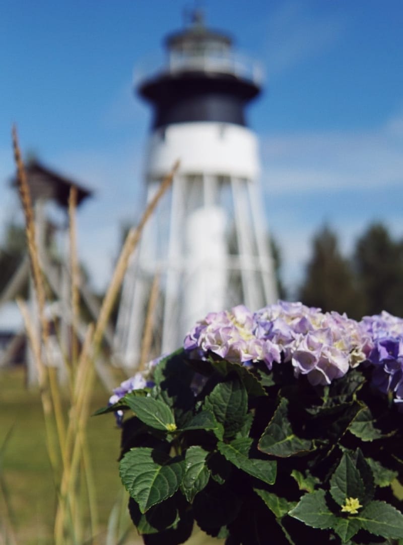 Blommande hortensia i förgrunden med Jävre fyr suddigt i bakgrunden en solig sommardag.